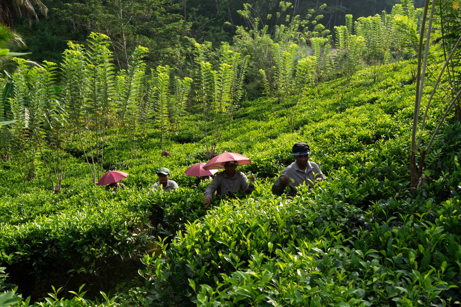 Camellia Ranch - Baddegama - Gallery 9