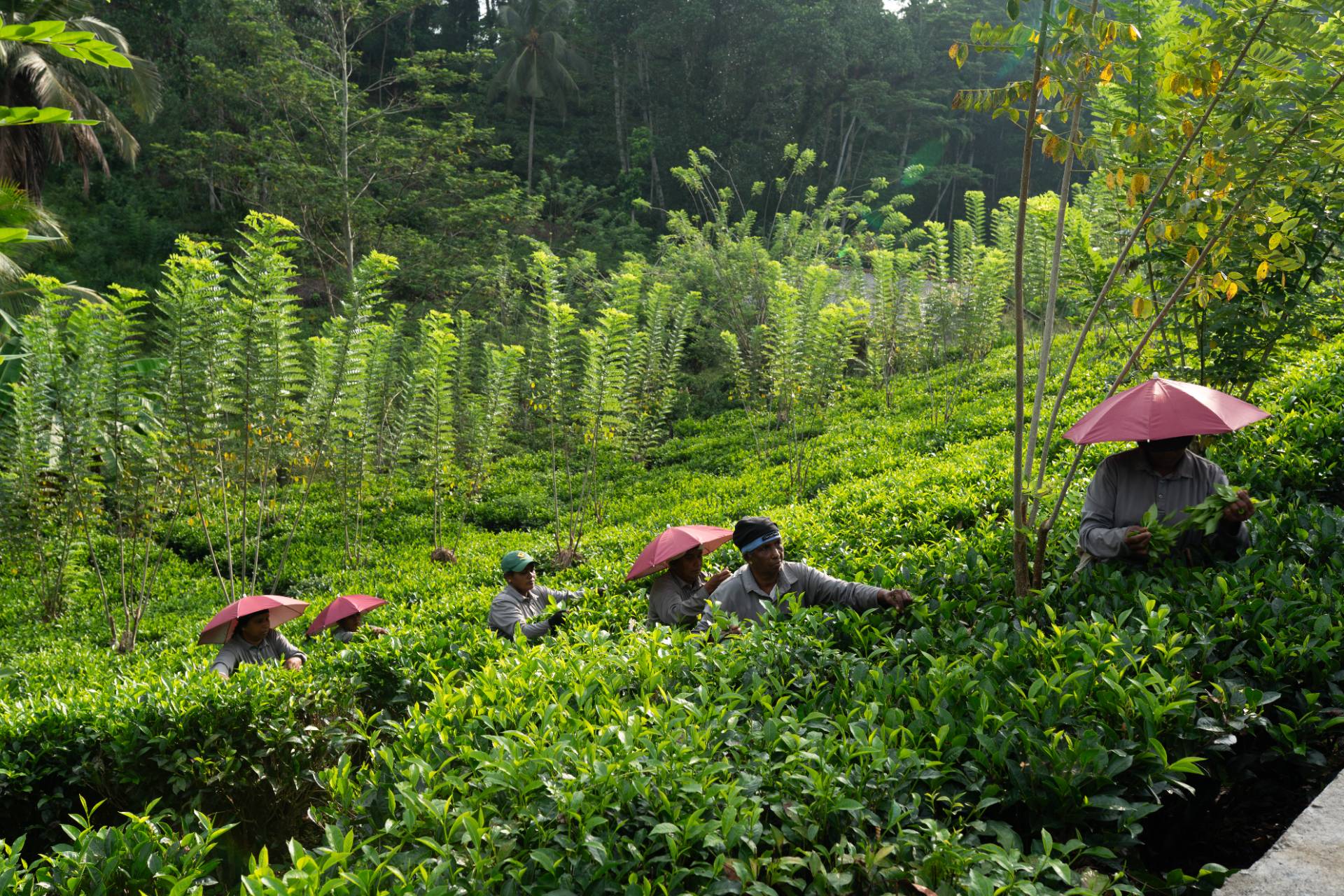 Camellia Ranch - Baddegama - Gallery 12