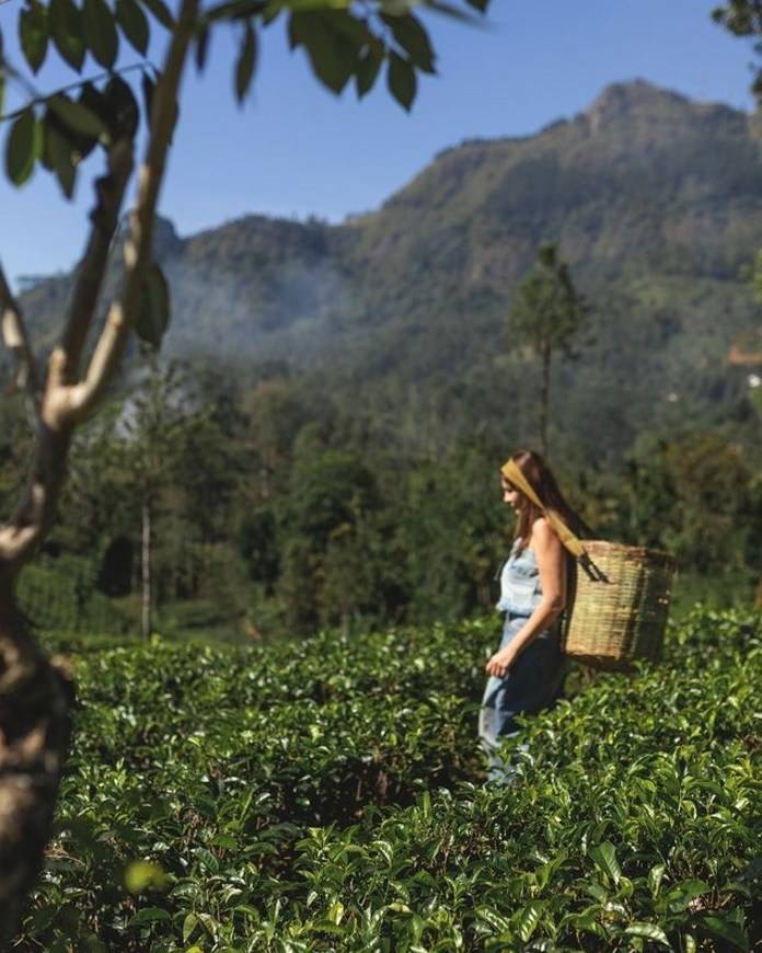 Curated Tea Walk